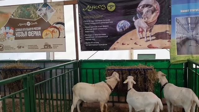 Редкие породы коз были представлены в Москве смотреть онлайн
