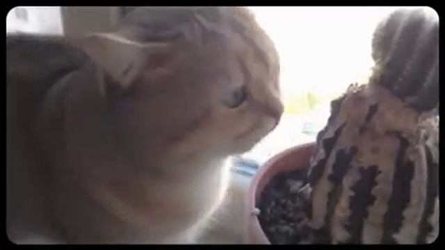 Кот ест кактус ! Вегетарианец наверное ) смотреть онлайн