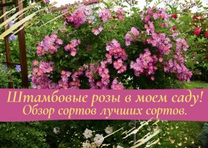 Штамбовые розы в моем саду! Обзор лучших сортов.