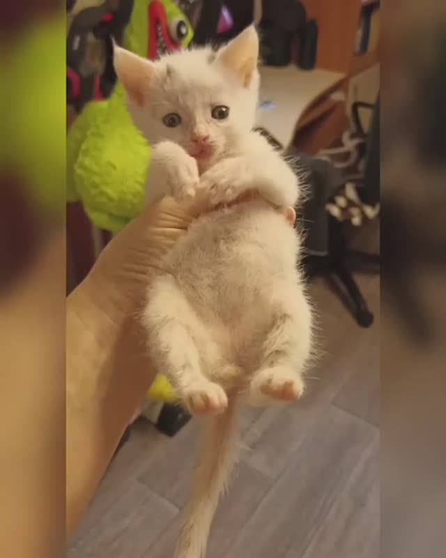 ❣️ Найденыш #любимец #котенок