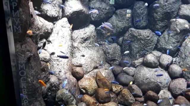Самый большой океанариум в Москве на ВДНХ | «Москвариум» смотреть онлайн