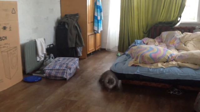 Кошка - волейболистка / Cat's Volleyball