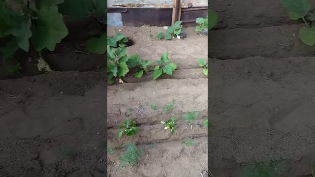 Каждый вечер выхожу поливать огород. Как я учусь ухаживать за растениями.