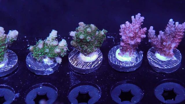 ACI Pink Spathulata - Frag 3 смотреть онлайн