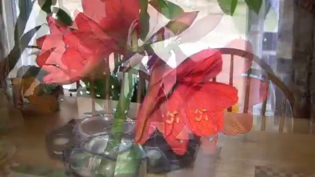 Valentine's Day Amaryllis смотреть онлайн