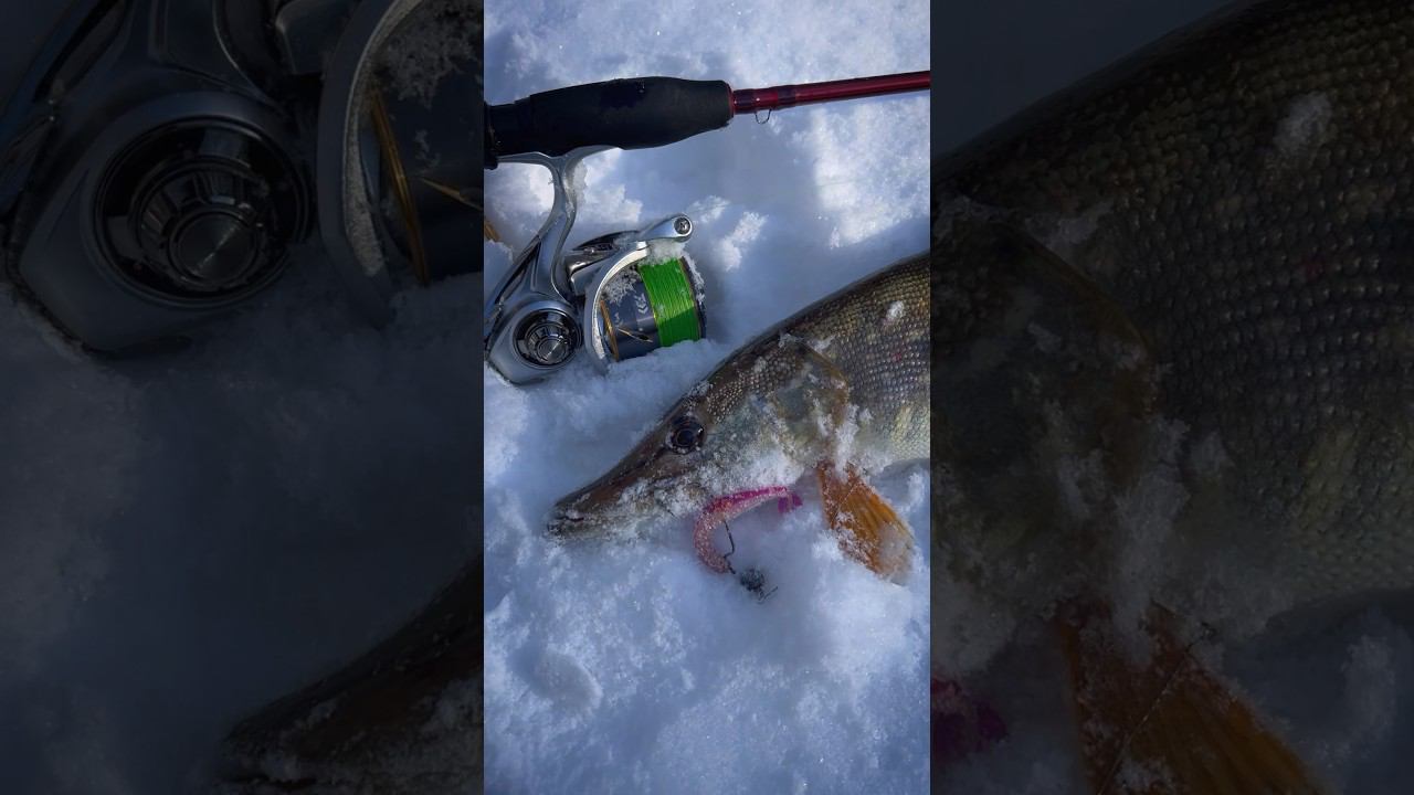 За Щукой! #рыбалка #спиннинг #щука #щуканаджиг #джиг #трофей #рыбалкавесной смотреть онлайн