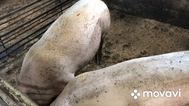 Это жесть//Поросята никому не нужны//Убрали одну свинку//Обзор мини-фермы смотреть онлайн
