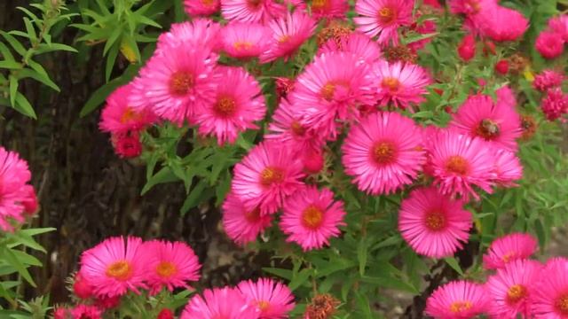 Aster novi belgii 'Royal Ruby' смотреть онлайн
