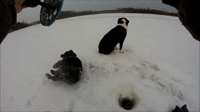 жерлицы оз. медведько