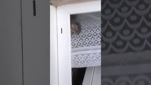 Кошка какает смотреть онлайн