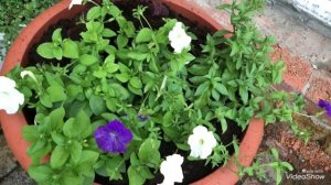 Композиции в кашпо из Петуний,Лобелий, Колеусов!