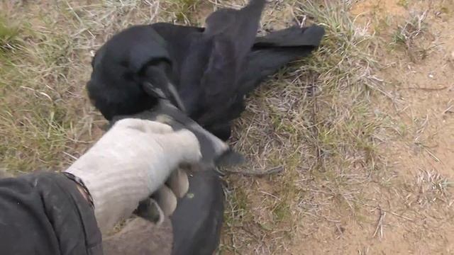 полёты ручного ворона смотреть онлайн