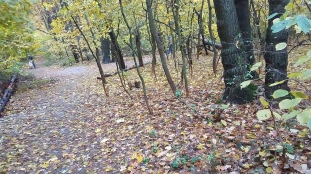 Встретили с амстаффом любопытного цвергшнауцера смотреть онлайн