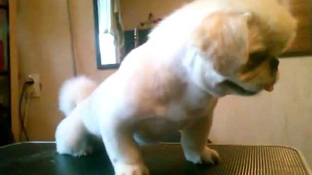 пекинес после стрижки смотреть онлайн