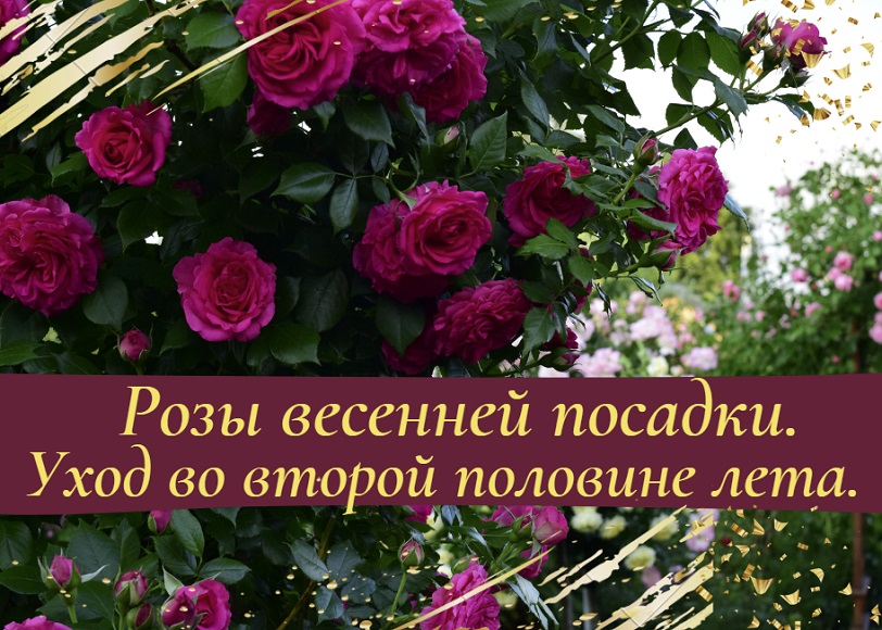 Розы весенней посадки. Уход во второй половине лета. смотреть онлайн