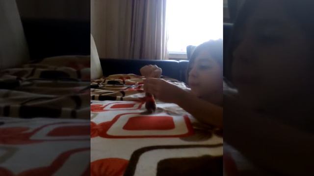 Поводок для белки смотреть онлайн