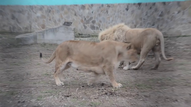 Лев Чип сегодня жаловался на свой гарем ! смотреть онлайн