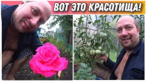 ВЛОГ! Мы просто в восторге от такой красивой и пышной розы/Гигантские помидоры и первые огурчики!