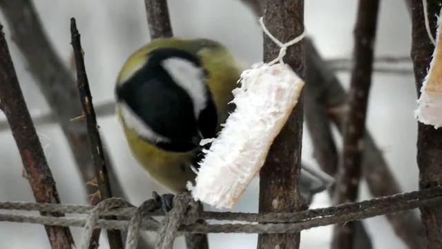 Птичка|Синичка смотреть онлайн