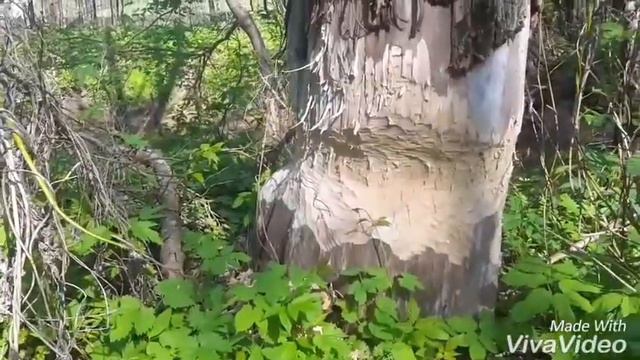 Бородинка смотреть онлайн