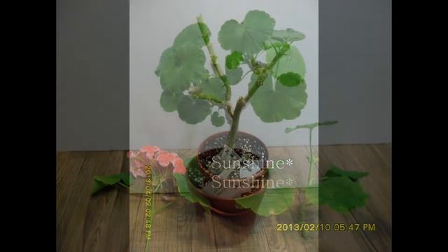 Pelargonium Mr. Wren 2 (2013~2014) смотреть онлайн