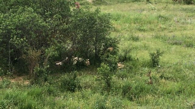 Гек мечется на разрыв! Тигры поссорились со львами!Tigers quarreled with lions! смотреть онлайн