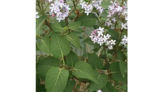 Зацвела сирень смотреть онлайн