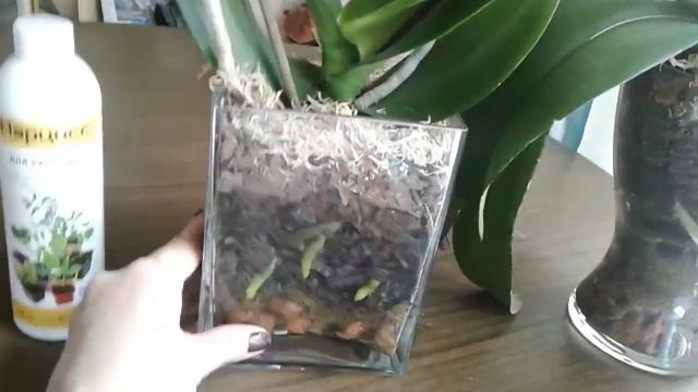 Не бойтесь гниения корней в закрытой системе !это нормально! Удобрение нарцисс с хитозаном смотреть онлайн