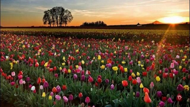 Тюльпаны Голландии смотреть онлайн