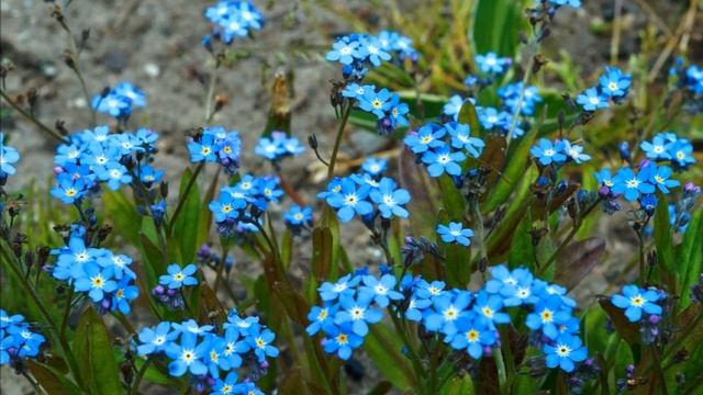 НЕЗАБУДКА смотреть онлайн