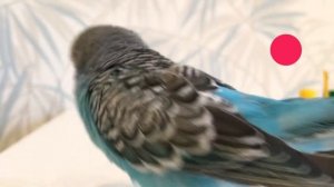 ИГРЫ. Как можно играть с волнистым попугаем? Смешной волнистый попугай Тоша.