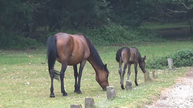 Из Лондона к МОРЮ - через Национальный Парк НЬЮ-ФОРЕСТ смотреть онлайн