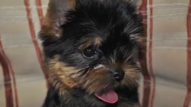 Йоркширский терьер. Щенки. смотреть онлайн