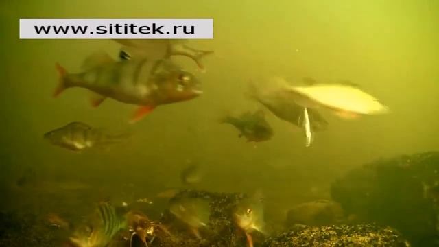 Video FishCam 350
