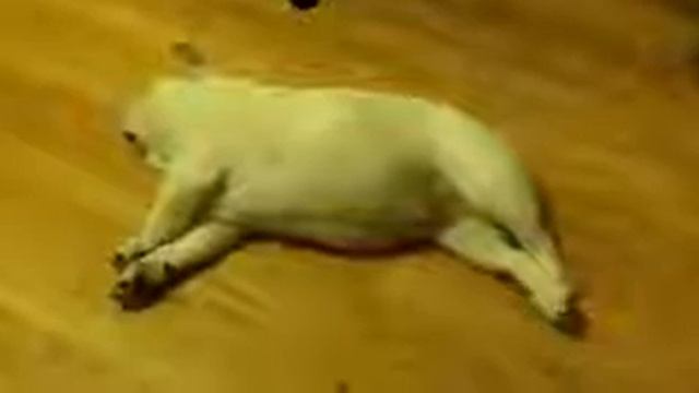 прикол! собака! животные, спящие, забавное видео! смотреть онлайн