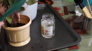 Пересадка Кислицы в домашних условиях.