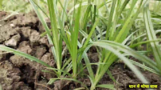 मोथा घास को कैसे रोकें | BASF Basagran Herbicide | Bentazone 48% SL | Motha ghas ki dawa смотреть онлайн