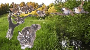 МБУ "Библиотека" Акция "Летнее чтение" Евгений Чарушин "Тюпа, Томка и сорока" Читает Леухина Алёна