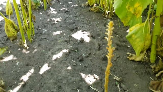 Подсолнух Орель 20 августа. смотреть онлайн