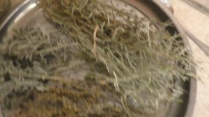 Полынь.Полынь Горькая.Сильная трава