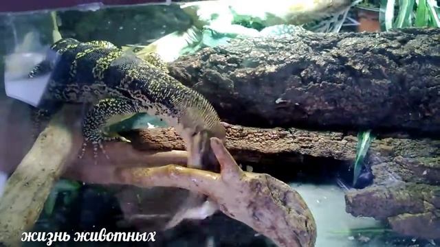 Вараны едят лягушек смотреть онлайн