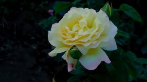 ФУТАЖ БЕЛАЯ РОЗА. Скачать бесплатно.