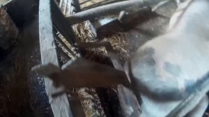 Станок для опороса свиноматок