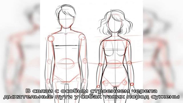 Можно ли купать собаку в жару смотреть онлайн