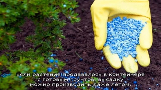 Роза Мидсаммер смотреть онлайн