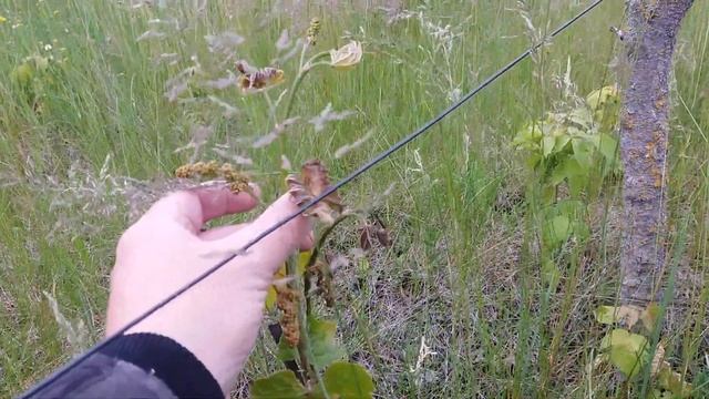 Исправление ошибок формирования винограда. Как сформировать виноград? смотреть онлайн