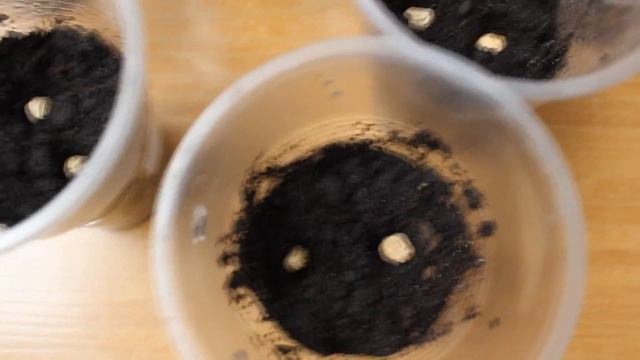 Настурция. Как посадить настурцию . Рассада настурции. смотреть онлайн