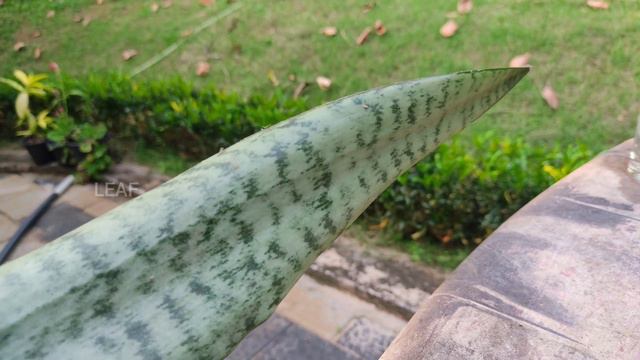 Best way to propagate these plants | Water propagation смотреть онлайн