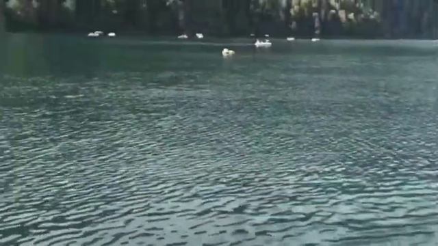 Экскурсии на озеро Рица смотреть онлайн