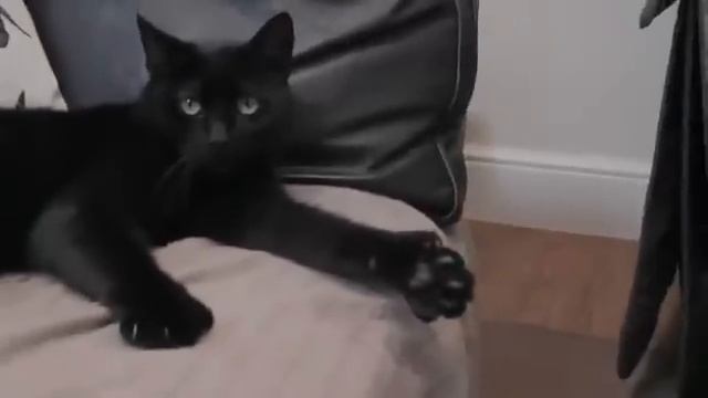 Кот показывает большой палец смотреть онлайн